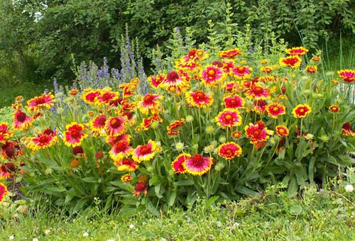 Reproduction de fleurs en divisant les buissons