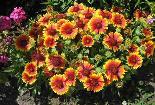 Plantation de Gaillardia