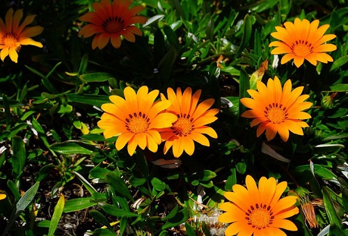 Gazania