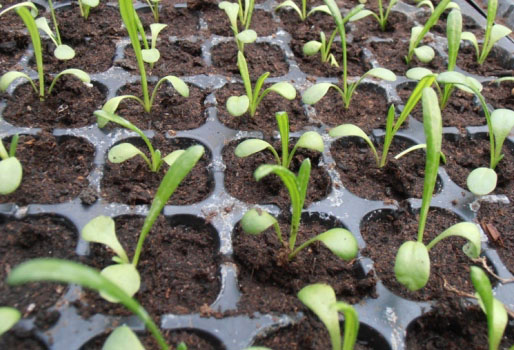 Reproduction de gazania