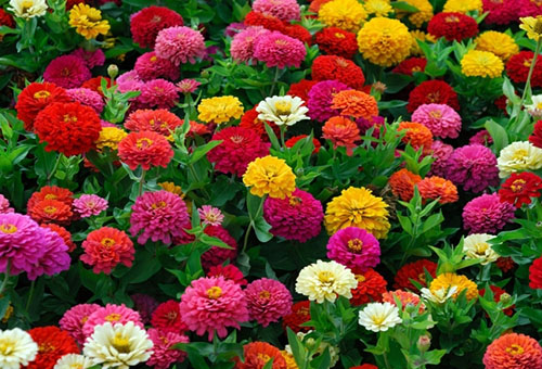 Dahlias colorés