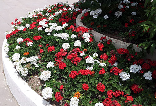 Géranium dans le parterre de fleurs