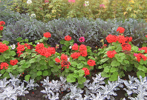 Jardin fleuri avec géranium