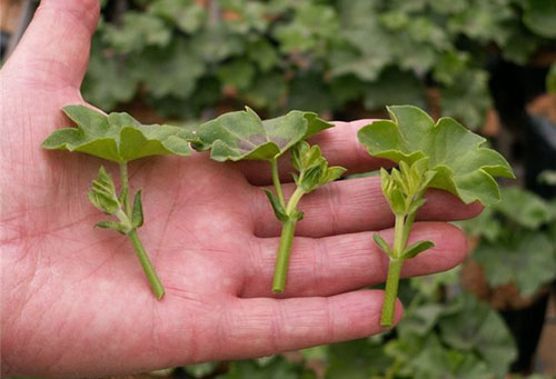 Boutures de géranium