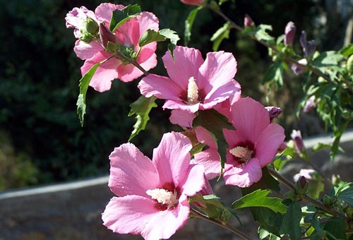 Fleurs d'hibiscus de jardin