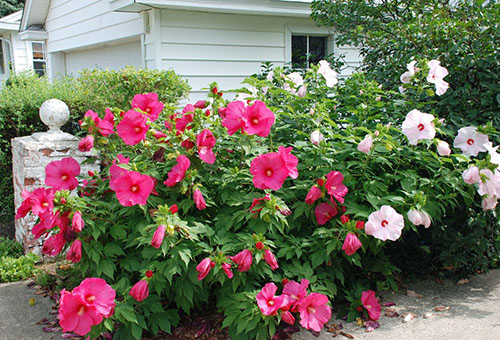 Hibiscus de jardin blanc et rose