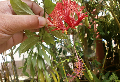 Hibiscus pétale disséqué