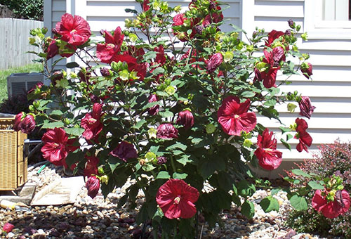 Buisson d'hibiscus en fleurs