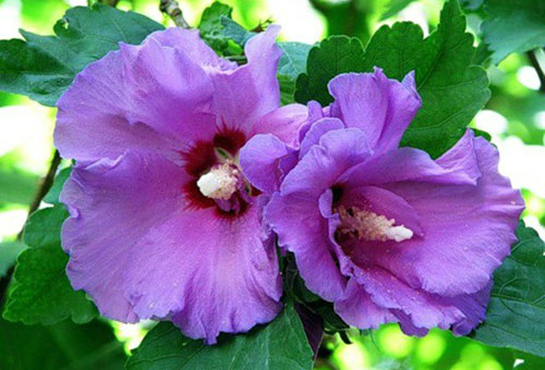 Fleur d'hibiscus lilas