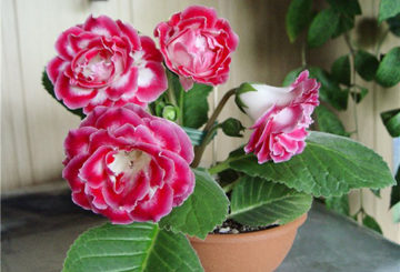 Gloxinia nở