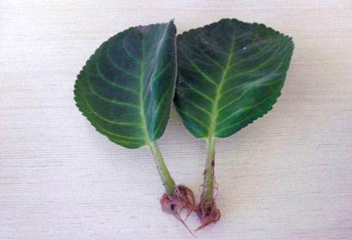 Feuilles de Gloxinia germées