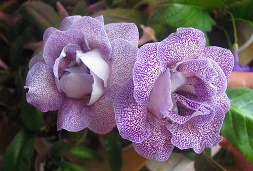 Fleurs lilas Gloxinia