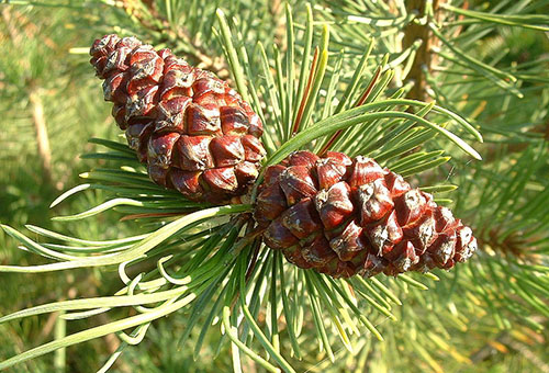 Pommes de pin de montagne