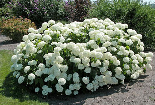 Hortensia buisson arboricole anabel