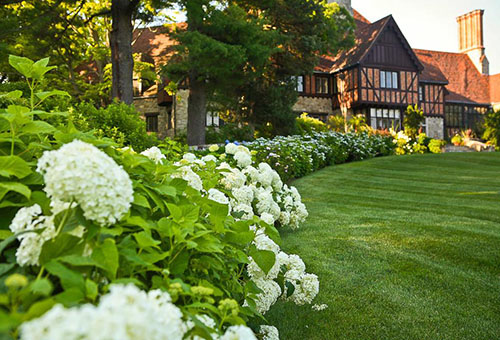 Buissons d'hortensias