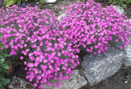 fleurs pour le toboggan alpin