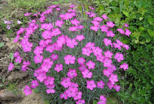 fleurs alpines