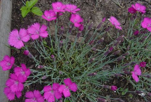 propagation de fleurs en plein champ