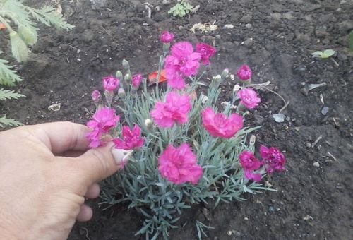 propagation de fleurs en plein champ