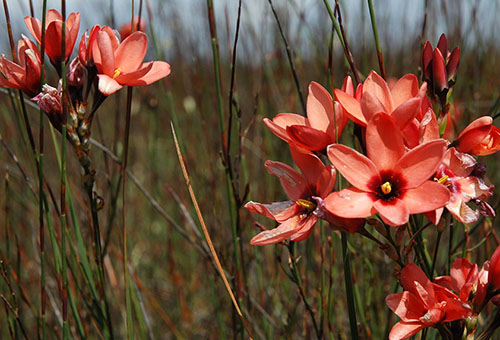 Blommande Ixia