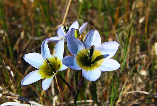 Hybrid Ixia