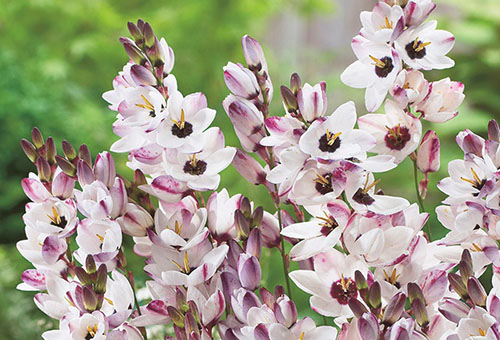 Blooming Ixia blanc-rose