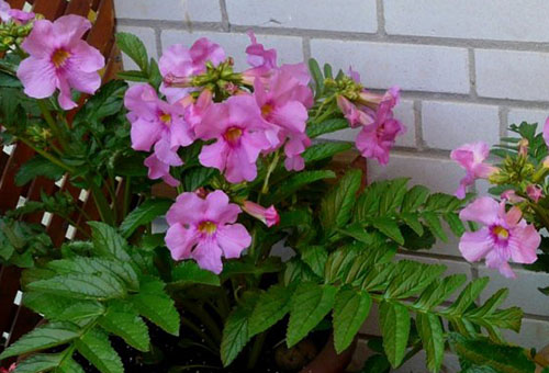 Incarvillea dans un pot à la maison