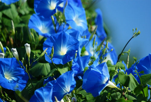 Fleurs bleues de la gloire du matin