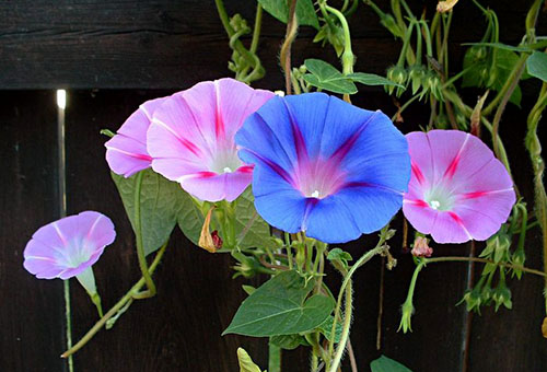 Fleurs multicolores de la gloire du matin