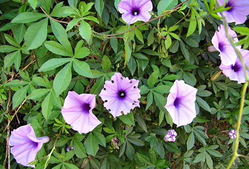 Gloire du matin en fleurs