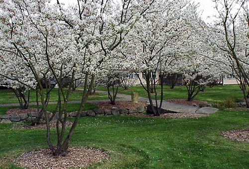 Buissons d'irgi en fleurs