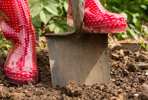 Creuser le sol pour planter des irgi