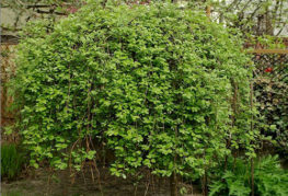 Pendule de chèvre de saule