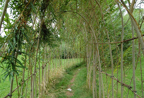 Organisation d'un tunnel de saule