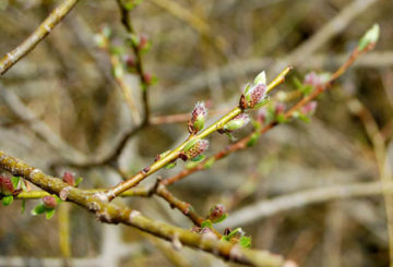 Bourgeons sur saule violet