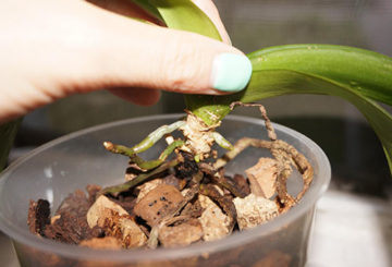 Planter des bébés orchidées