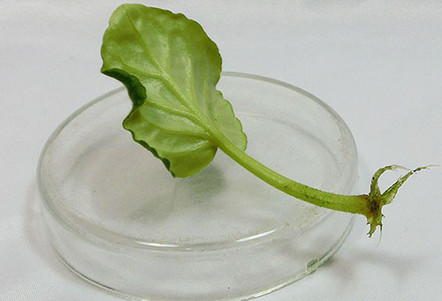 Faire germer une feuille de violette dans l'eau