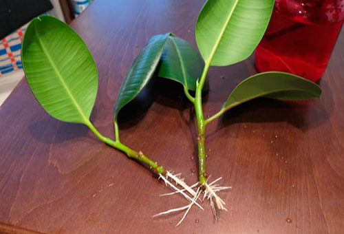 Pousses de ficus enracinées