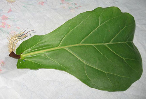 Reproduction de ficus à l'aide d'une feuille