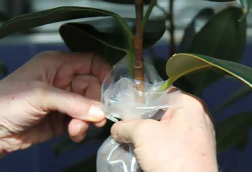 Obtention de ficus coupés à l'air