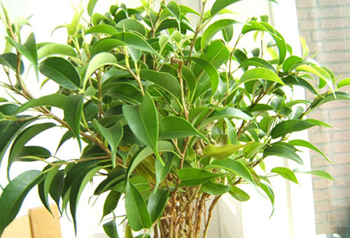 Hälsosam ficus