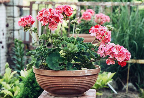 Géranium en fleurs sur le balcon