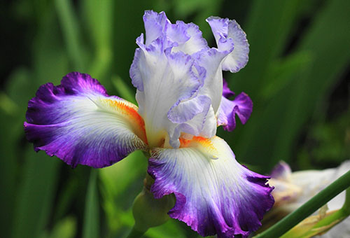 Iris en fleurs