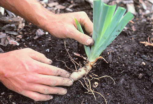 Planter un rhizome d'iris