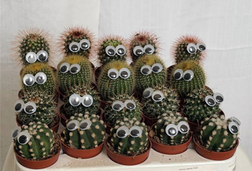 Petits cactus