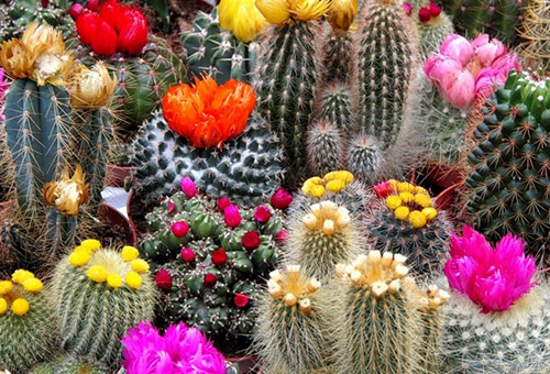 Cactus en fleurs