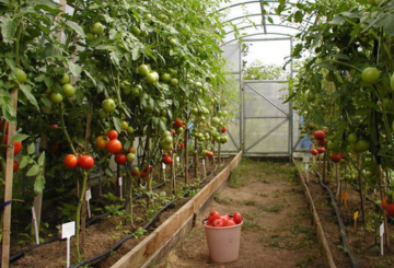 Tomates de serre