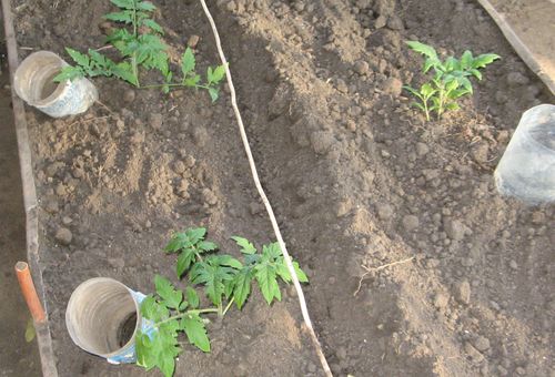 Planter des plants