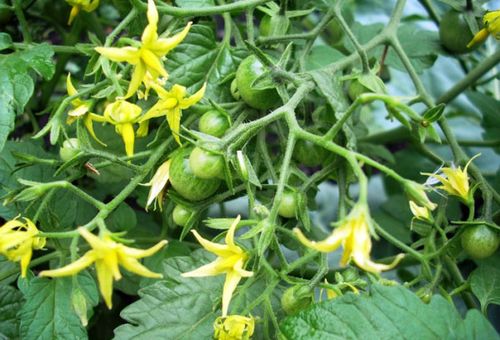 Fleurs de tomate