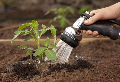 Arroser les tomates